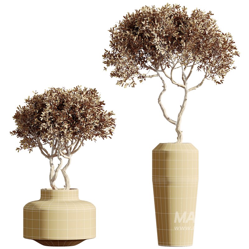 AV HousePlants Mission Kalamata Leccino Arbequina Wilsonii Chemlali Olive - Image 3