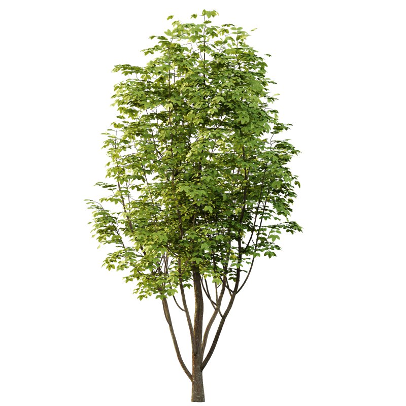 Fraxinus Rhynchophylla Tree 05 - Image 3