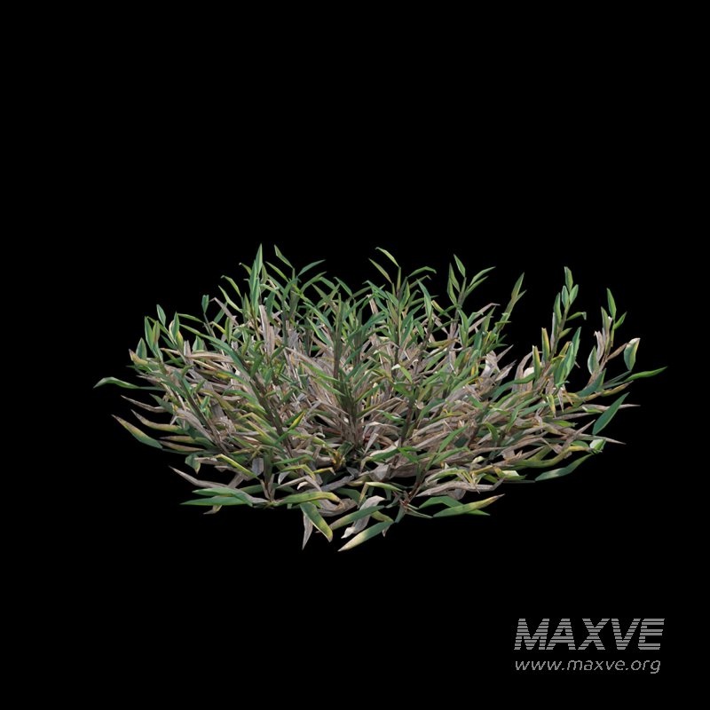 Eremochloa ophiuroides – wild - Image 5