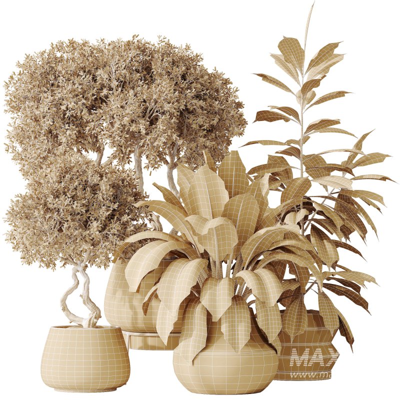 AV Indoor plants set 173 Mission Leccino Arbequina and Ficus Robusta Abidjan and Ficus African Fig - Image 8