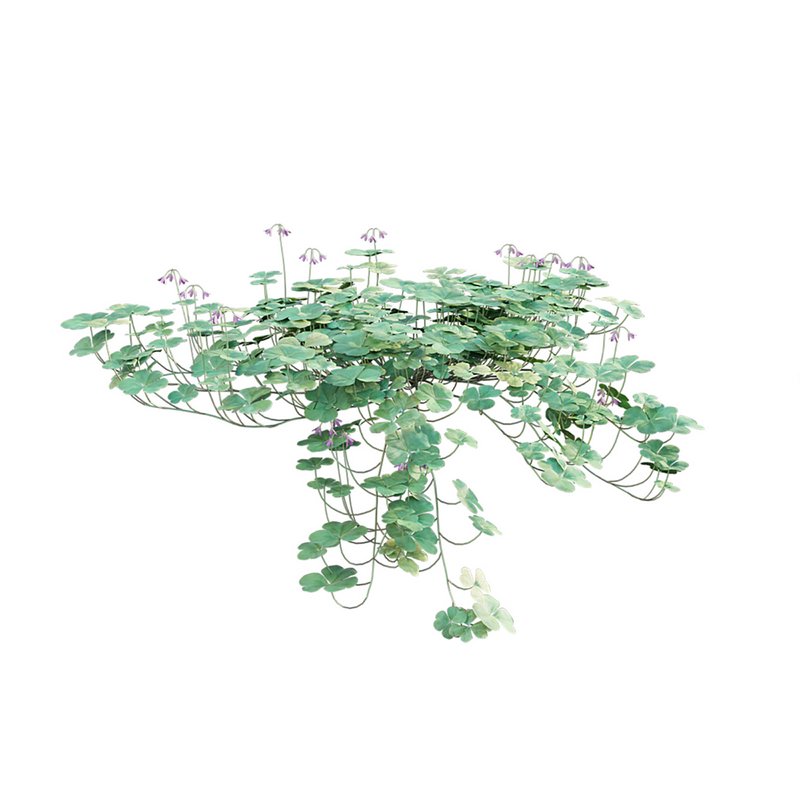 Trifolium ¨C Oxalidaceae 02 - Image 5