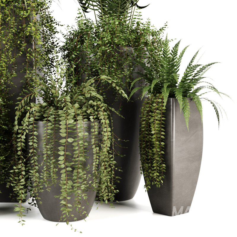 Indoorplants-Ivy plants in metal pot set-163 - Image 2