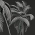 AV Cocos Nucifera Windy and Roystonea Regia palm trees - Thumbnail 8