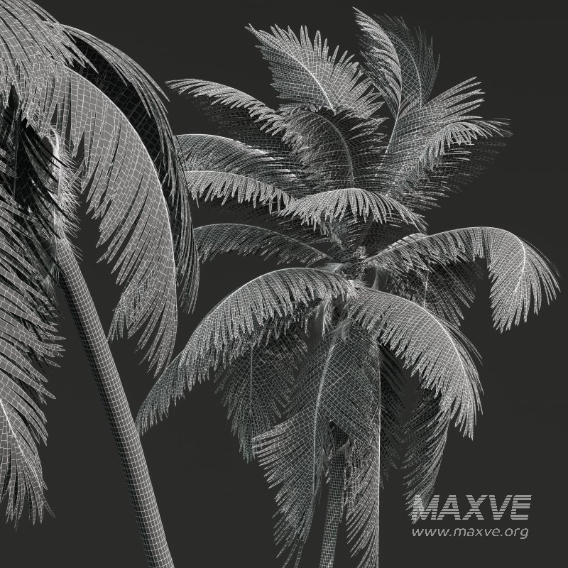 AV Cocos Nucifera Windy and Roystonea Regia palm trees - Image 8