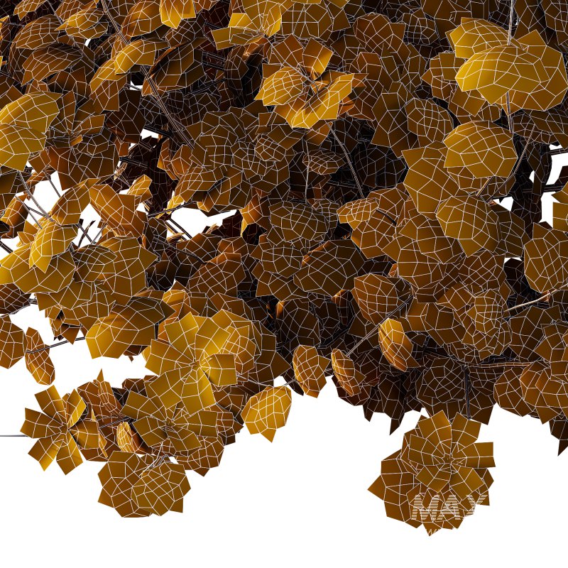 Lavatera Cachemiriana Plant 03 - Image 6