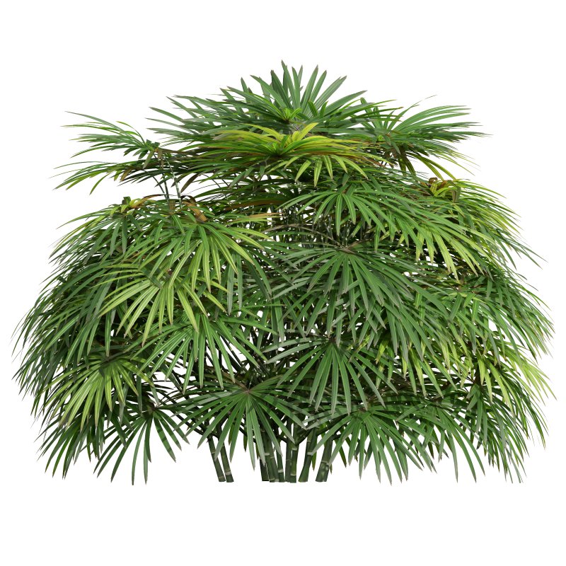 AV 9 different bush Edgeworthia Chrysantha Grandiflora and Rhapis Excelsa Bush - Image 3