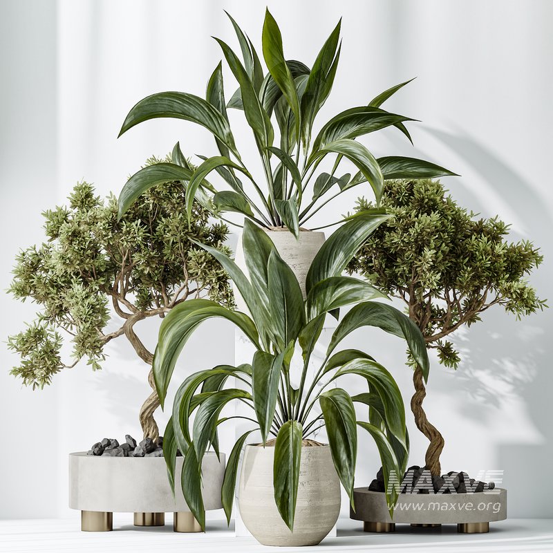 AV Indoor plants set 157 Mission Kalamata Chemlali Olive and Spathiphyllum Wallisii Bellini Peace Lily Domino - Image 9