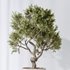 AV Indoor plants set 160 Artificial Olivo Olea Tree and Yucca Elephantipes Gigantea and Ficus Retusa Microcarpa Bonsai Ginseng - Thumbnail 6