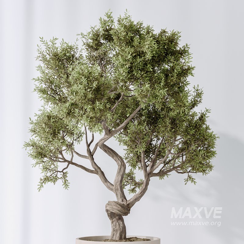 AV Indoor plants set 160 Artificial Olivo Olea Tree and Yucca Elephantipes Gigantea and Ficus Retusa Microcarpa Bonsai Ginseng - Image 6