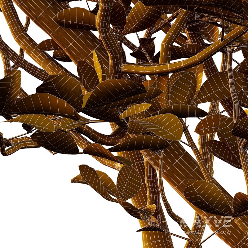 Fraxinus Rhynchophylla Tree 01 - Image 5