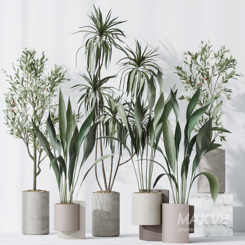 AV Indoor plants set 167 Aspidistra Elatior and Warneckii Lemon Lime and Mission Olive Tree - Image 4