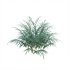 Pteris umbrosa ¨C Jungle Brake Fern - Thumbnail 3