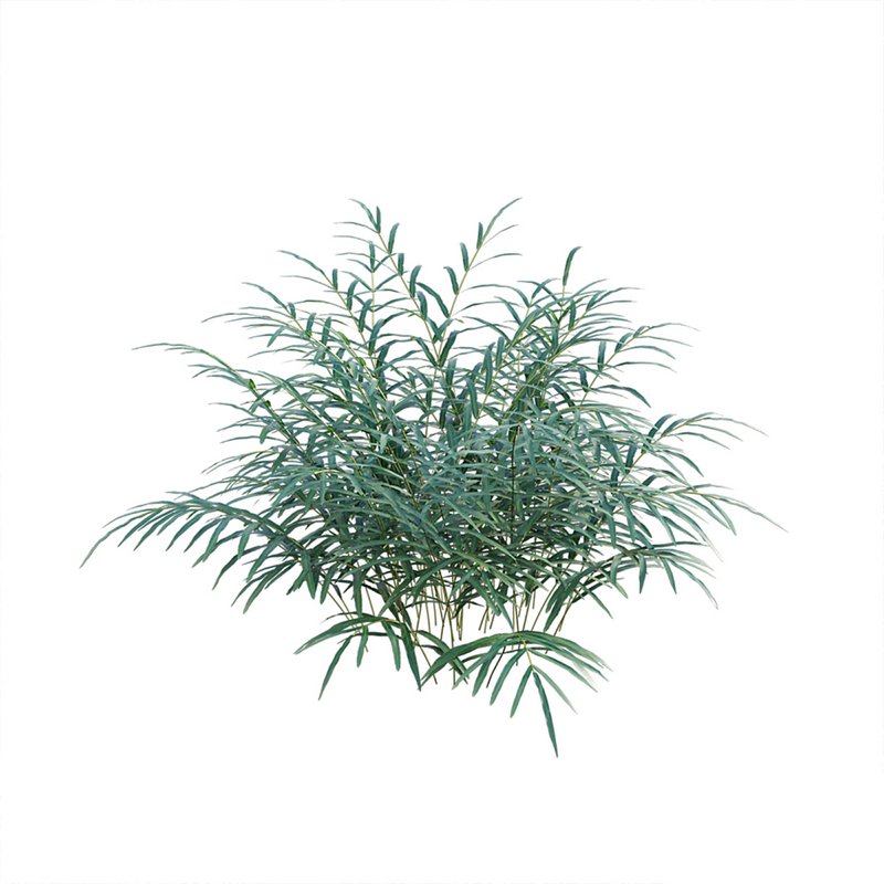 Pteris umbrosa ¨C Jungle Brake Fern - Image 3