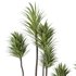AV Indoor plants set 159 Europaea Olive Eucalyptu Joyplants and Spineless Yucca Aloifolia Rostrata Palm and Ravenala Banana Strelitzia - Thumbnail 4