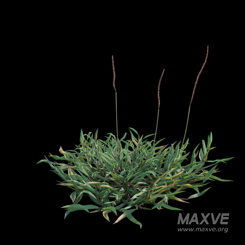 Eremochloa ophiuroides ¨C set 02 - Image 4