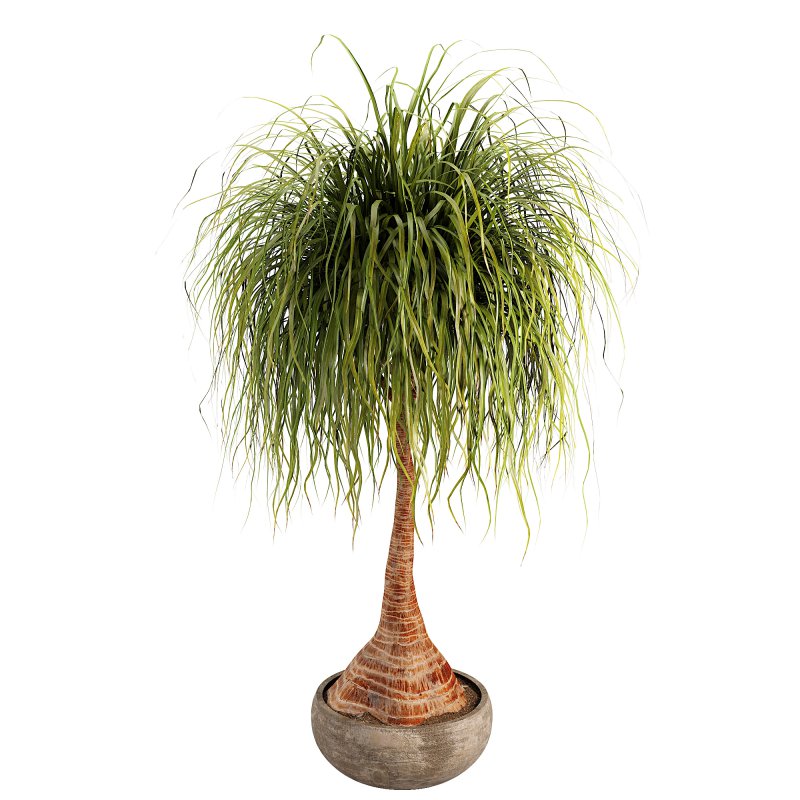 Indoor palm - Image 1