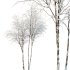 AV Plants Ash Tree Winter Snow - Thumbnail 1