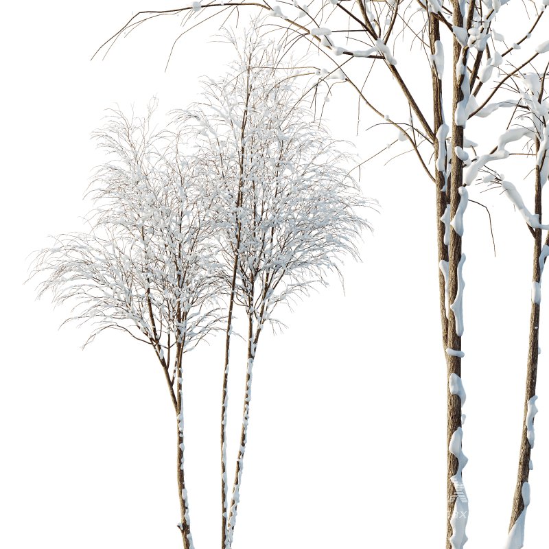 AV Plants Ash Tree Winter Snow - Image 1