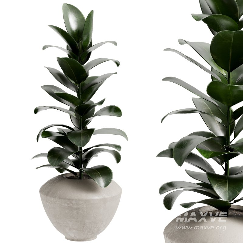 Outdoor Plant 39 - Image 3