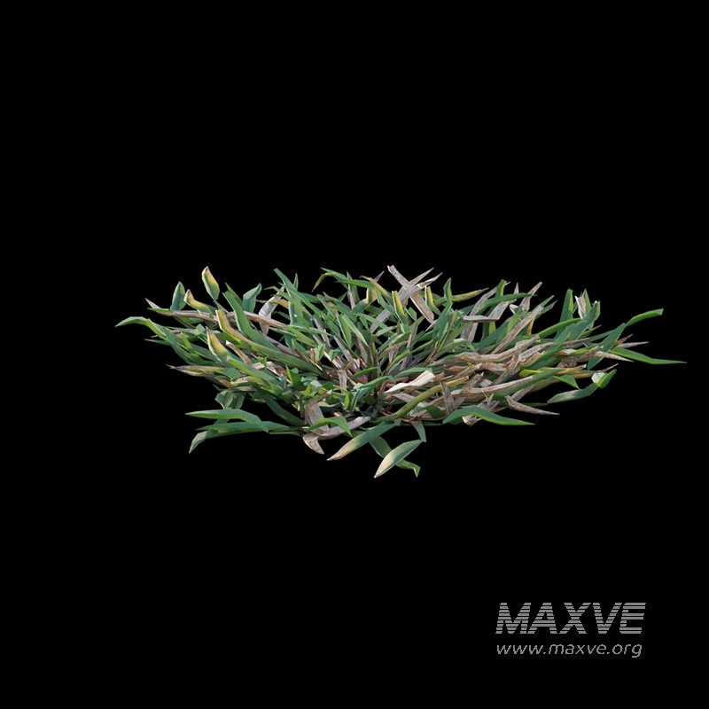 Eremochloa ophiuroides ¨C cut 02 - Image 4