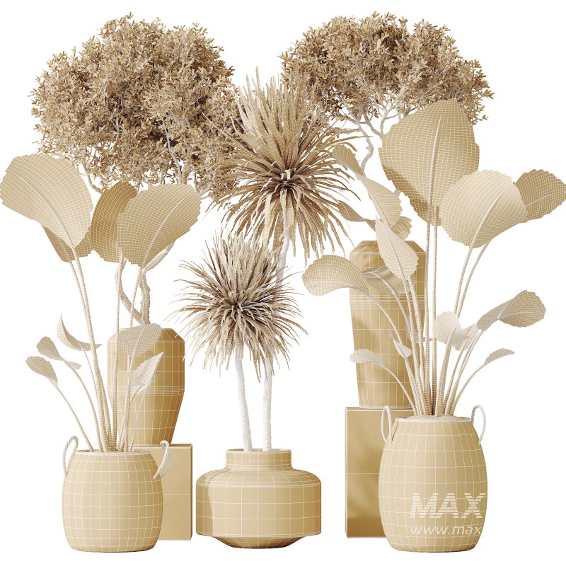 AV Indoor plants set 172 Mission Arbequina Olive and Ravenala Banana Strelitzia and Spineless Yucca Aloifolia Rostrata - Image 9