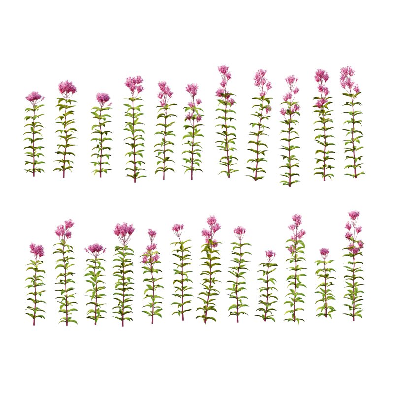 Eupatorium Purpureum Plant 01 - Image 4