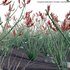 Fouquieria Splendens ¨C Ocotillo - Thumbnail 2
