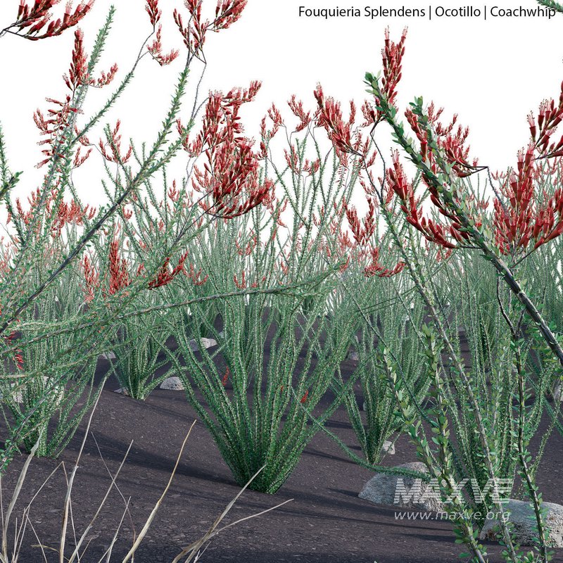 Fouquieria Splendens ¨C Ocotillo - Image 2