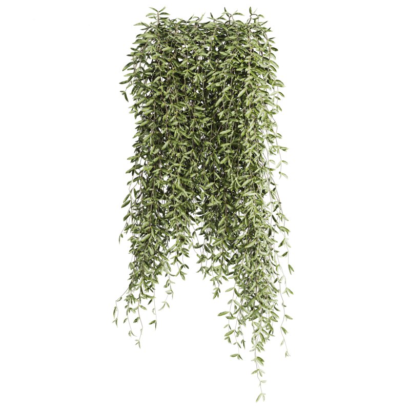 hanging plants - Image 2