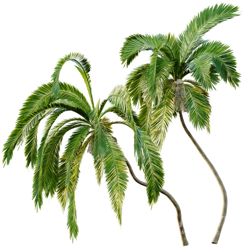 AV Queen Palm Trees Syagrus Romanzoffiana and Mexican Fan Palm Washingtonia Robusta trees - Image 1