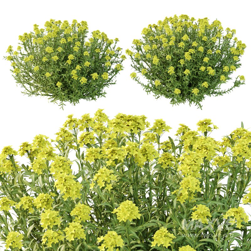 Euphorbia palustris Plant 02 - Image 5