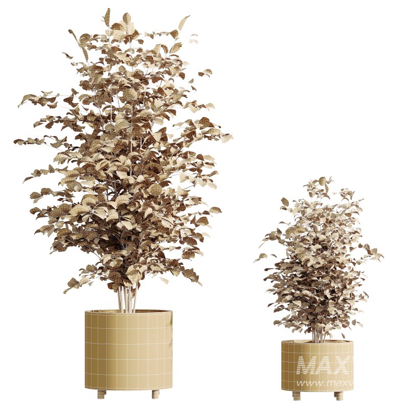 AV HousePlants Alnus Glutinosa Alder Betulaceae Schwarzerle Betulus Hazel Erle Set02 - Image 3