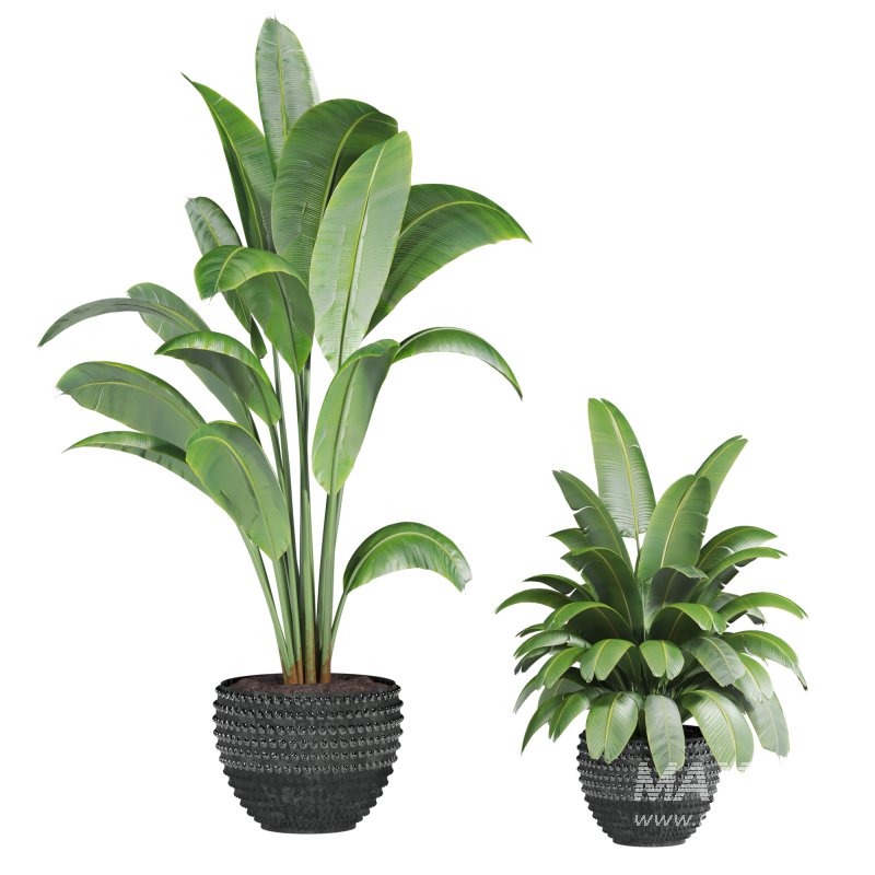 plants set - Image 3