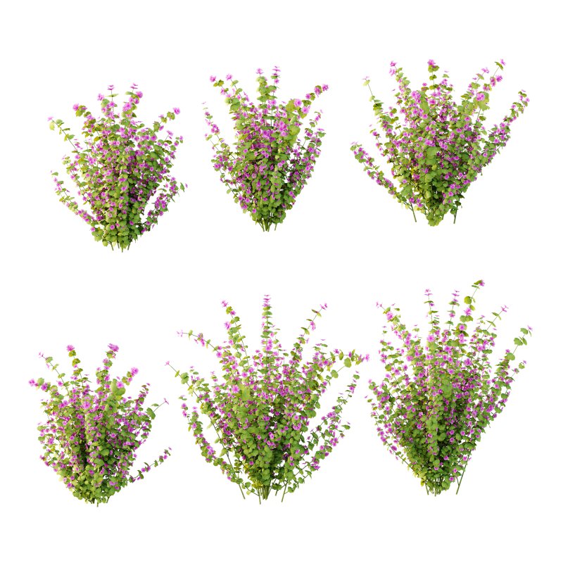 Lavatera Cachemiriana Plant 01 - Image 6