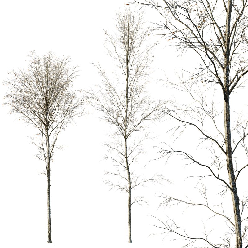 AV Plants Alnus-Glutinosa Winter Snow Tree Set02 - Image 3