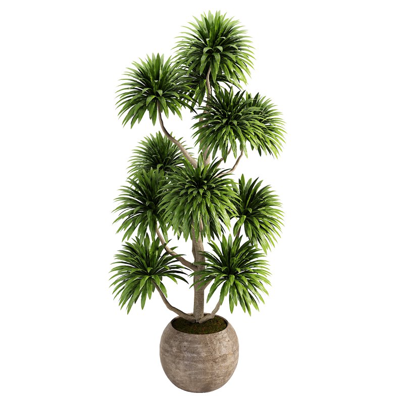 Indoor plent_06 - Image 1