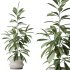 AV Indoor plants set 173 Mission Leccino Arbequina and Ficus Robusta Abidjan and Ficus African Fig - Thumbnail 1