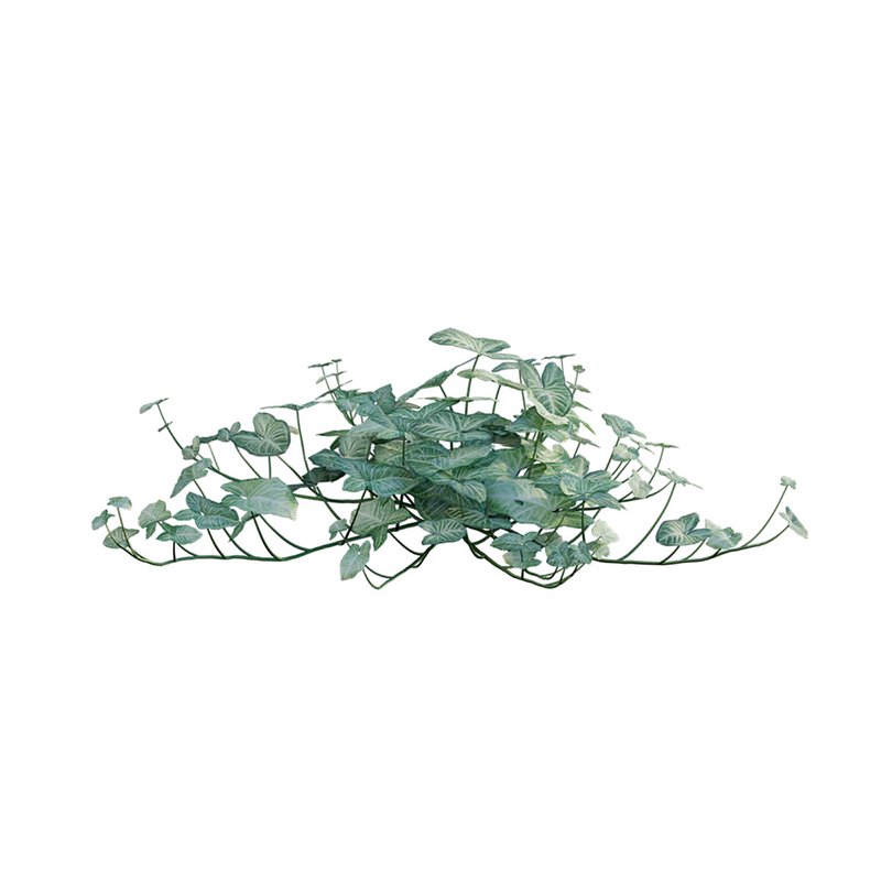 Aglaonema muntifolium 02 - Image 6