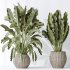 AV Indoor plants set 164 Ravenala Banana Strelitzia Nicolai Bird and Aspidistra Elatior and Arbequina Wilsonii Chemlali Olive - Thumbnail 5