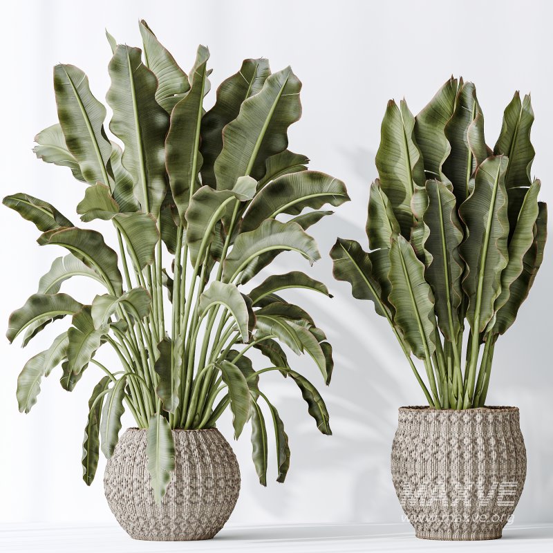 AV Indoor plants set 164 Ravenala Banana Strelitzia Nicolai Bird and Aspidistra Elatior and Arbequina Wilsonii Chemlali Olive - Image 5