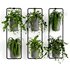 Indoorplants-shelf plants set156 - Thumbnail 1