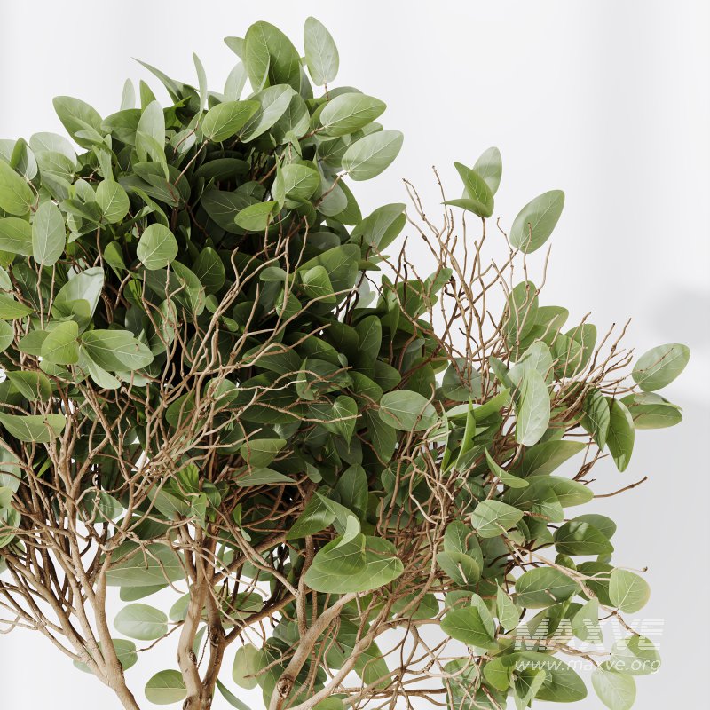 AV Indoor plants set 176 Ficus Cyathistipula and Benjamina African Fig and Mission Leccino Arbequina Olive - Image 1