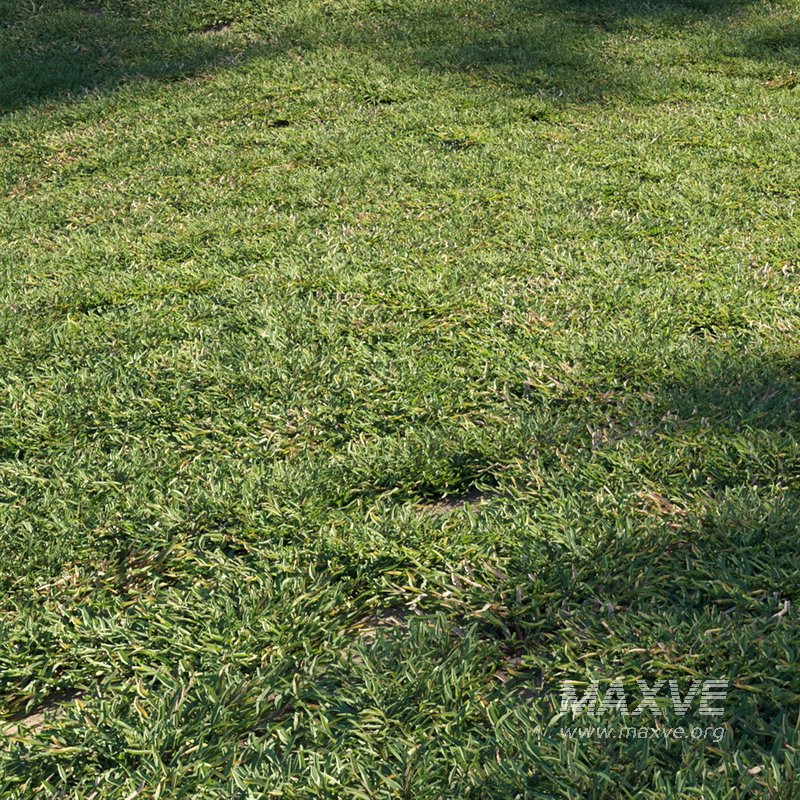 Eremochloa ophiuroides ¨C cut 02 - Image 1