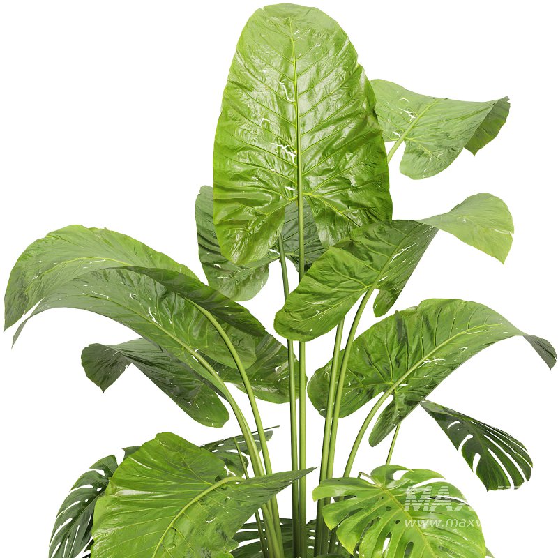 Indoor jungle - Image 3