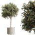 AV HousePlants Mandarin Citrus Fruit Orange Calamondin Tree Set03 - Thumbnail 2