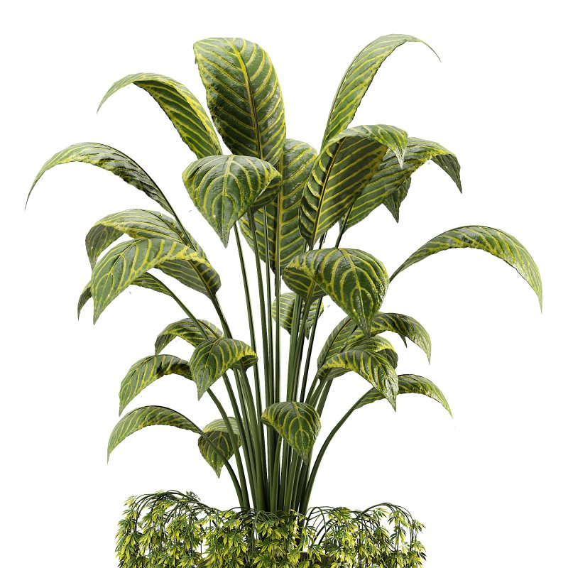 Canna indoor plent - Image 3