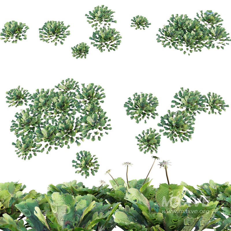 Marchantia polymorpha - Image 1