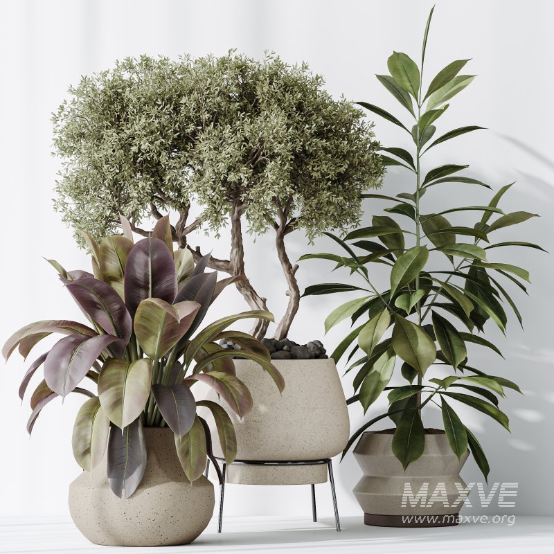 AV Indoor plants set 173 Mission Leccino Arbequina and Ficus Robusta Abidjan and Ficus African Fig - Image 7