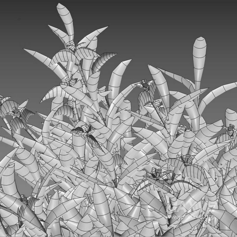 Tradescantia pallida ¨C Purple Heart - Image 7