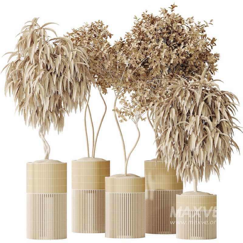 AV Indoor plants set 158 Europaea Olive Eucalyptu Joyplants and Ficus Binnendijkii Alii Maclellandii - Image 10